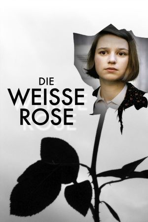 Die weiße Rose kinox